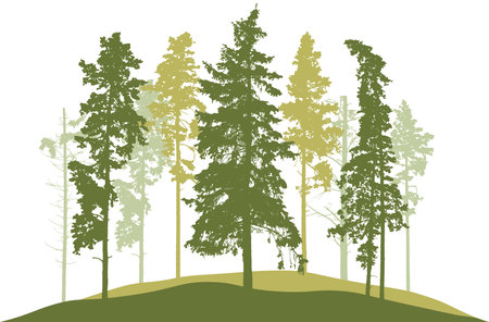 Spring season, silhouette of spruce trees, pines. Beautiful nature, woodland. vector illustrationのイラスト素材