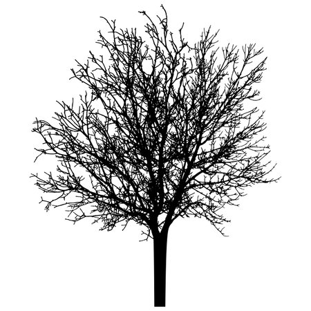 bar tree silhouette. Beautiful leafless tree. vector illustrationのイラスト素材