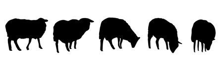 Group of sheeps, flock. silhouette. vector illustration.のイラスト素材