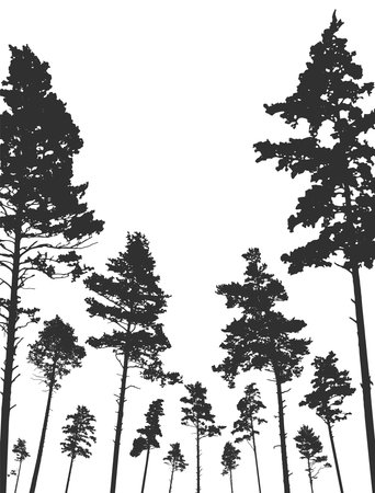 Coniferous forest, silhouette of pine trees, vertical landscape after deforestation. Vector illustrationのイラスト素材