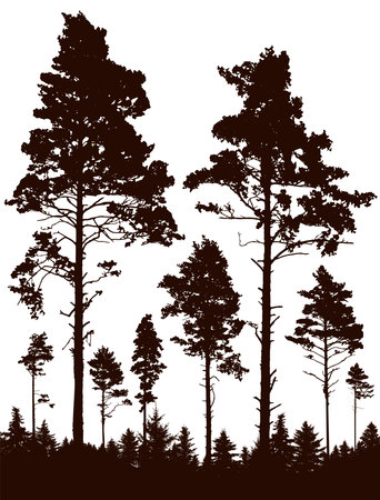 Coniferous forest, silhouette of pine trees, vertical landscape after deforestation. Vector illustrationのイラスト素材