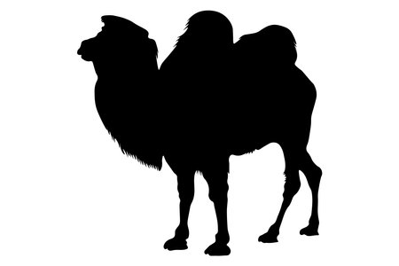 Camel fluffy, black silhouette of animal. Vector illustrationのイラスト素材