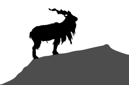 Silhouette of screw-horned goat on hill, markhor. Vector illustrationのイラスト素材