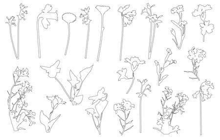 Contour of different flowers (daffodil, daisy and etc.), different wild plants. Set, vector illustrationのイラスト素材