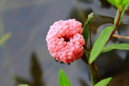   Egg Channeled applesnailの写真素材