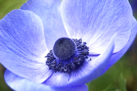 A bright blue poppy anemone  Scientific name  Anemone coronaria の写真素材
