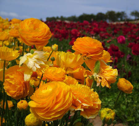 Detail of a meadow of flowersの写真素材