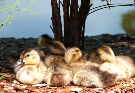 Family of  ducks cuddled up in the shadeの写真素材