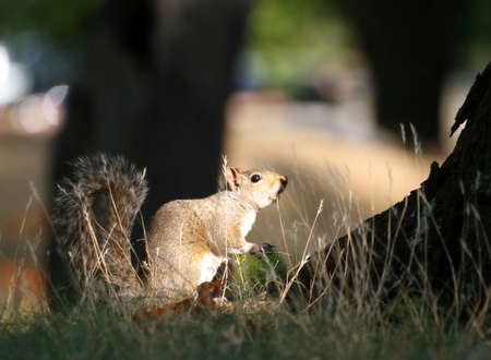 Squirrel with a の写真素材