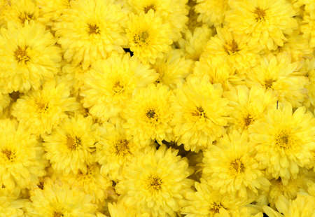 Yellow mums background, versatile image suitable for a variety of seasonal, holiday designs