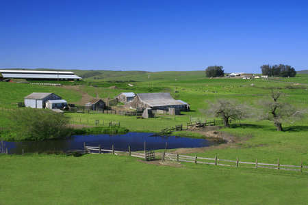 Farm with pastures and grazing cows, green grass, agricultural, rural themeの写真素材