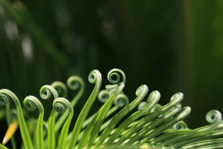 Curly cycas palm tree leafの写真素材