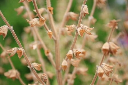 Dry flower stems, suitable to represent old age, aging, illness, passing, season changesの写真素材