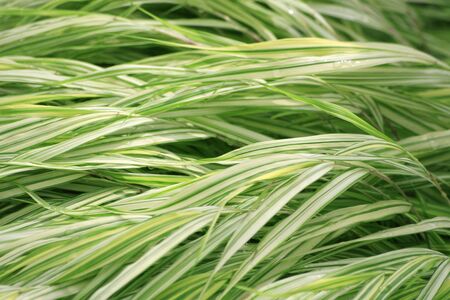 Blades of green grass leaning flat on the groundの写真素材