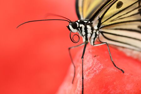 Stunning macro of a black and white butterfly (Idea Leuconoe) also known as a rice paper butterfly or kite butterfly on bright red backgroundの写真素材
