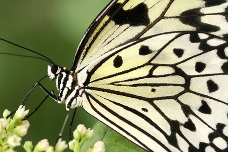 Stunning macro of a black and white butterfly (Idea Leuconoe) also known as a rice paper butterfly or kite butterfly の写真素材