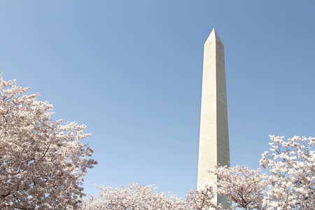 Cherry Blossoms in Washington DC, view of the Washington Monumentの写真素材