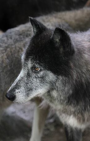 Close up portrait of a timberwolf