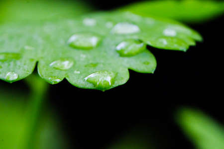Drop of water , leaf , wallpaper , fresh ,marco