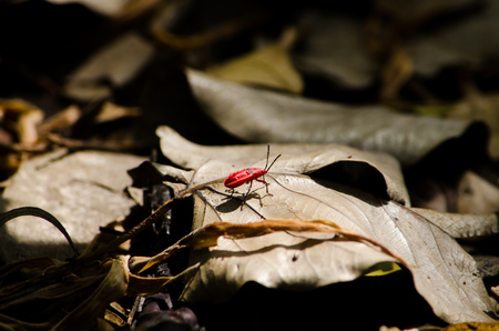 Red insect