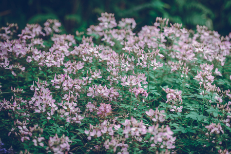 Rainny flowerの写真素材