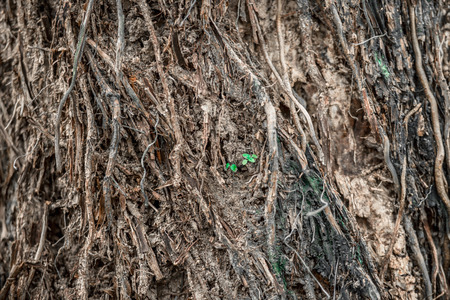 Little seedlings grow on big treesの写真素材
