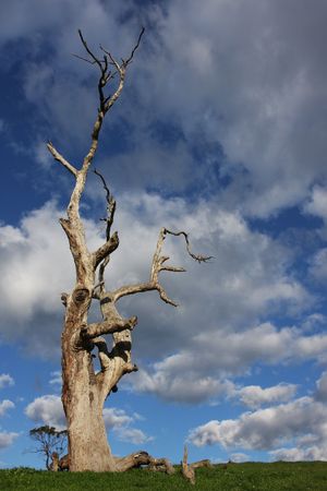 Last tree standing