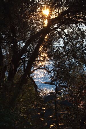 sun through the treesの写真素材