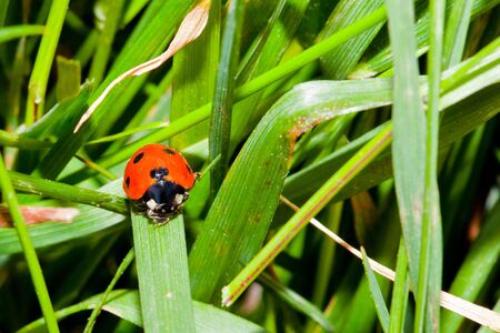 Ladybird walk on the grassの写真素材