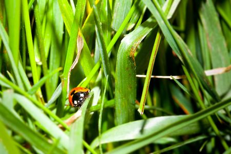 Ladybird in the grass の写真素材