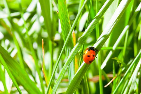 Ladybird climb on the grassの写真素材