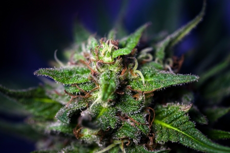 Cannabis mature female flowerの写真素材