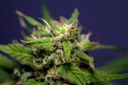 flower of cannabisの写真素材