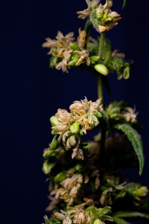 Male cannabis matureの写真素材