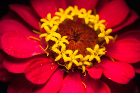Zinnia flower redの写真素材