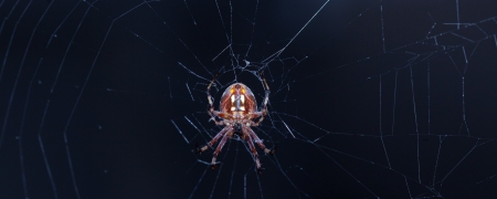 Spider on e webの写真素材