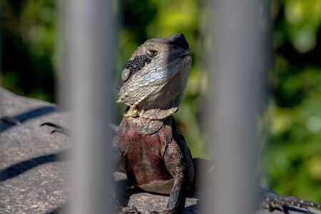 A lizard posing for a shot.の素材