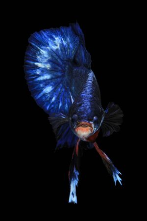 Blue betta fish isolated on black background.の写真素材