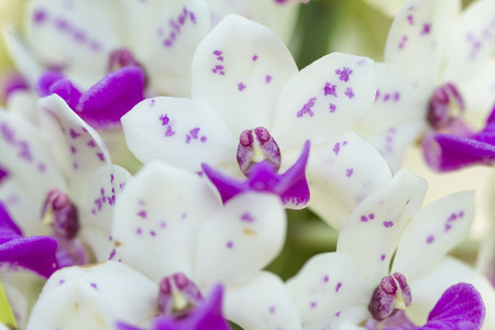 Purple and white orchid on nature background. (Rhynchostylis gigantea)の写真素材