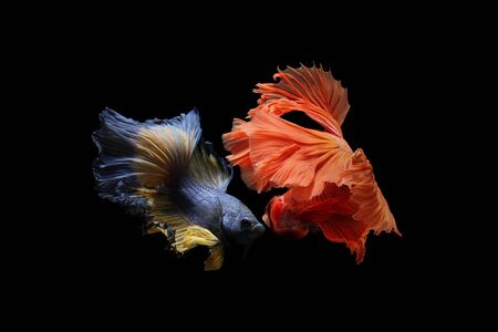 Fighting style of Betta fish. The Graceful Movements of betta fish Thailand.の写真素材