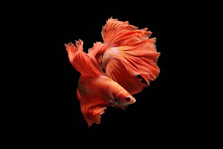 Orange siamese fighting fish isolated on black background.の写真素材