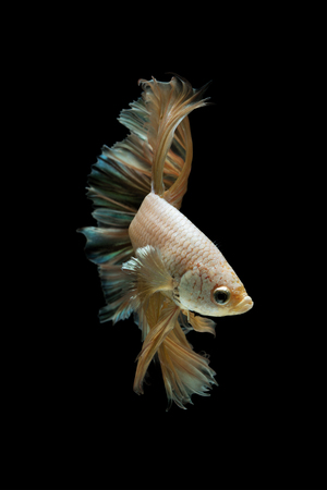 Betta fish gold dragon on black background.の写真素材