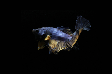 The Graceful Movements of betta fish Thailand.の写真素材