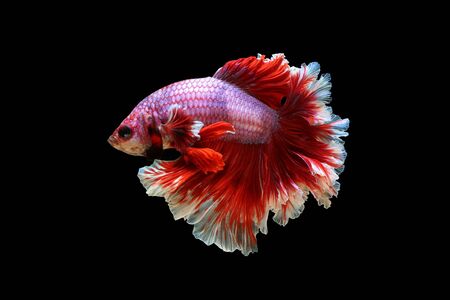 Fancy Betta fish on black background. ( Fancy rose tail )の写真素材
