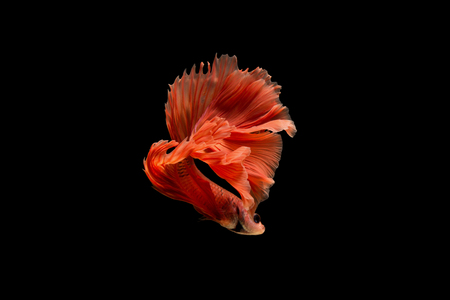 Orange siamese fighting fish isolated on black backgroundの写真素材
