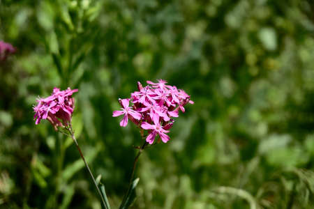 purple flowerの写真素材