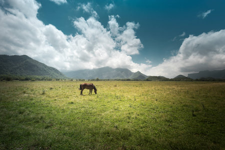 A horse on empty grasslandの写真素材