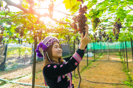 Grape harvesting in a vineyard in Mae Hong Son near Chiang Mai, Thailand. Thai farmer woman Harvesting the grapes theme.の写真素材