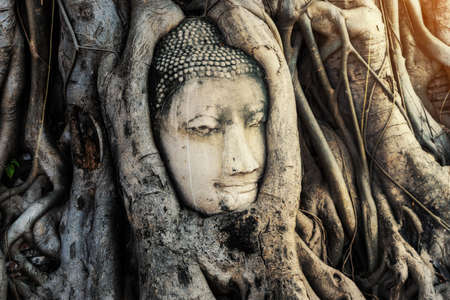 Buddha Head statue with trapped in bodhi tree roots at Wat Maha That temple at Ayutthaya historical park, Ayutthaya province near Bangkok Thailand.の写真素材