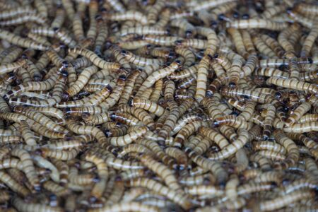 Worm Fishing bait in Pet Shop